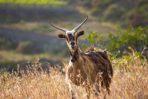 Goat (Capra)
