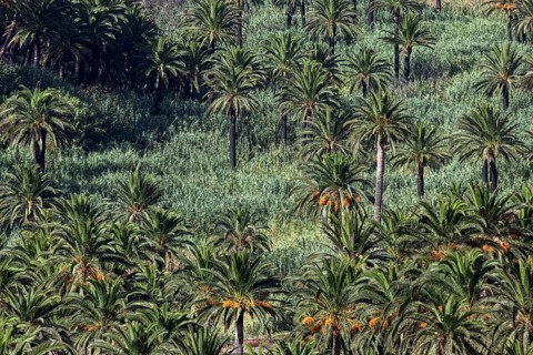 Canary Island Date Palms (Phoenix canariensis)