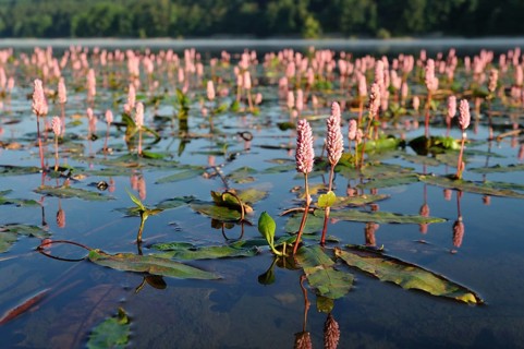 Water knotweed (Persicaria amphibia) in a lake