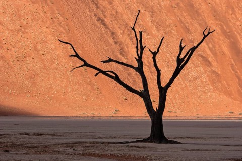 Dead camel thorn tree (Vachellia erioloba)