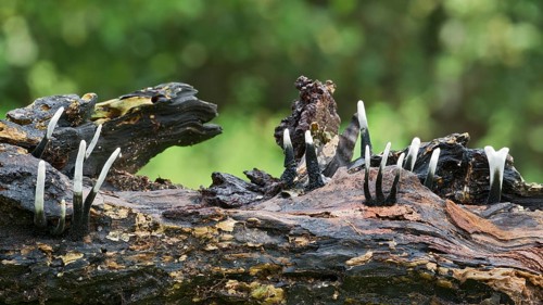 Candlestick fungus (Xylaria hypoxylon)