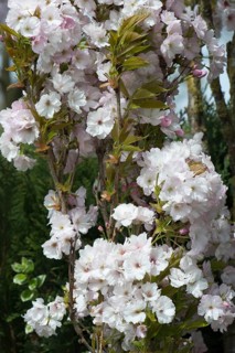 Japanese Cherry (Prunus serrulata)