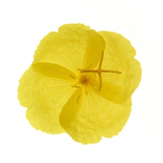 Common evening primrose (Oenothera biennis)
