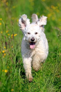 Labradoodle
