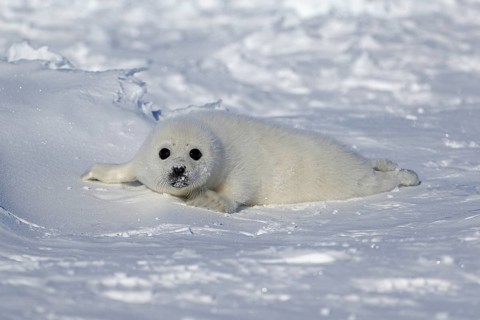 Harp Seal or Saddleback Seal (Pagophilus groenlandicus