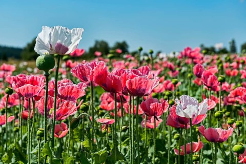 Opium Poppy (Papaver somniferum)