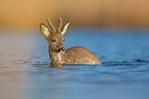 Roe Deer (Capreolus capreolus)
