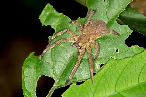 Brazilian Wandering Spider or Banana Spider