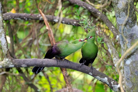 Guinea Turacos (Tauraco persa)