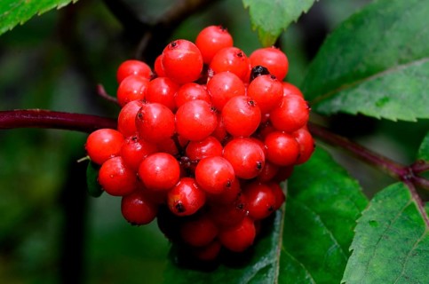 Red Elderberry (Sambucus racemosa)