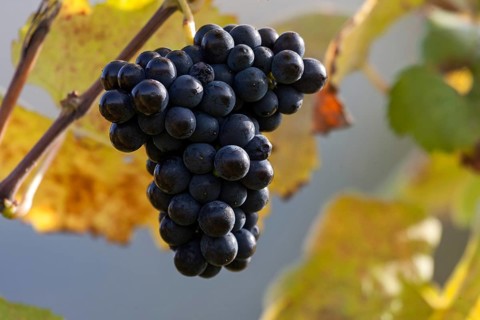 Red grapes