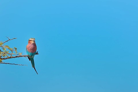 Lilac-breasted Roller (Coracias caudatus)