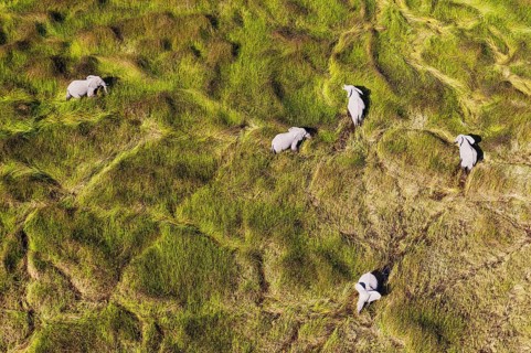 African Elephants (Loxodonta africana)