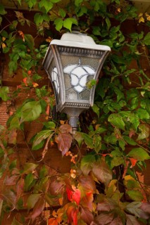 Vine covered house lamp in autumn