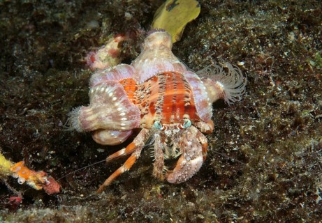 Anemone hermit crab (Dardanus pedunculatus) Boholsee
