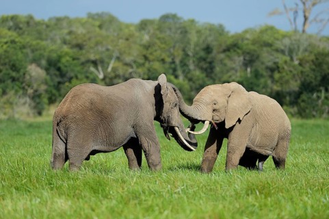 African Elephant (Loxodonta africana)