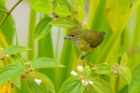 Yellow-throated Euphonia (Euphonia hirundinacea) perched on a branch