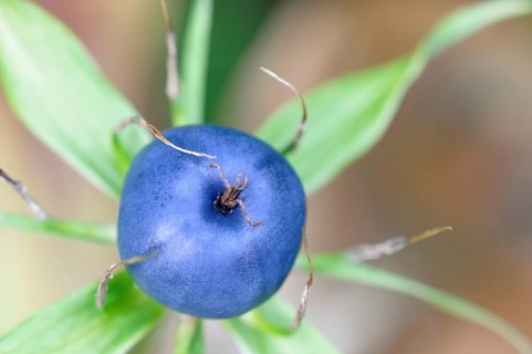 Herb Paris (Paris quadrifolia)