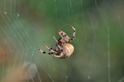 Four-spot Orb-weaver (Araneus quadratus) in the spidernet
