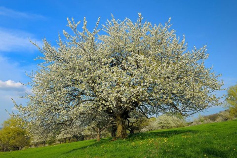Sweet Cherry tree (Prunus avium)