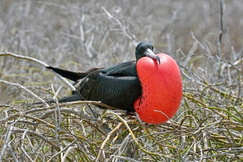 Great frigatebird (Fregata minor)
