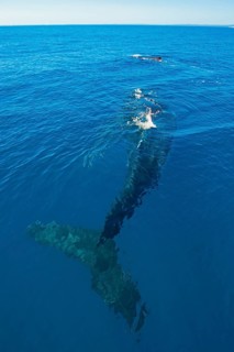 Humpback Whale (Megaptera novaeangliae)