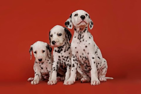 Three Dalmatian puppies