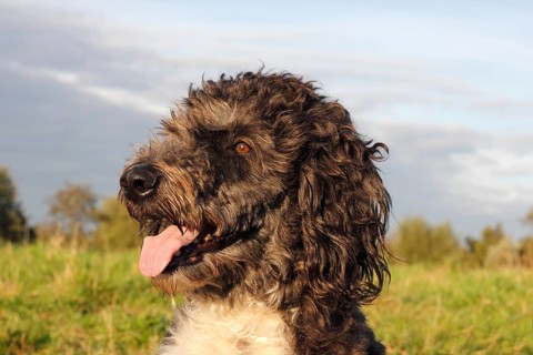 Aussiedoodle