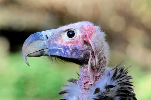 Lappet-faced Vulture (Aegypius tracheliotus syn Torgos tracheliotus)