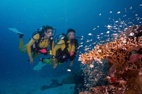 Divers watching a school of Pigmy Sweepers (Parapriacanthus ransonneti)