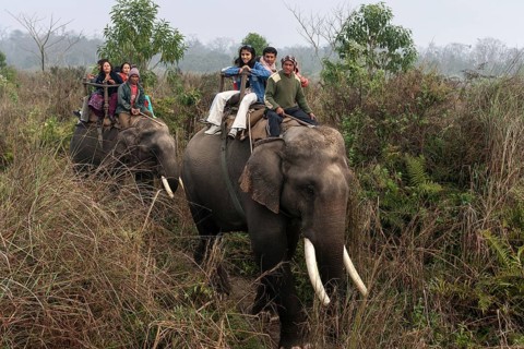Mahouts and Asian tourists riding elephants in the Chitwan National Park