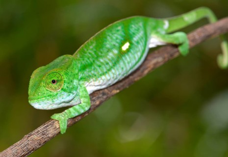 Parson's chameleon (Calumma parsonii parsonii)