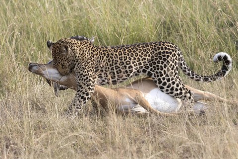 African Leopard (Panthera pardus pardus) adult