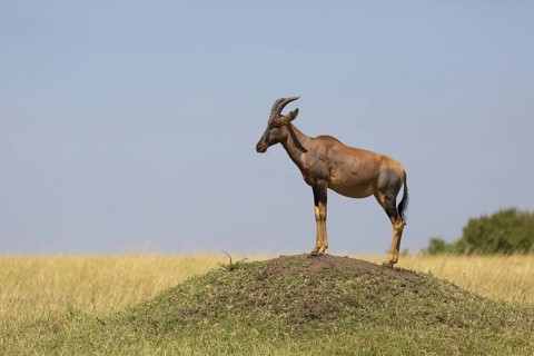 Topi (Damaliscus lunatus jimela)