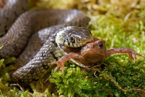Barred grass snake (Natrix helvetica)