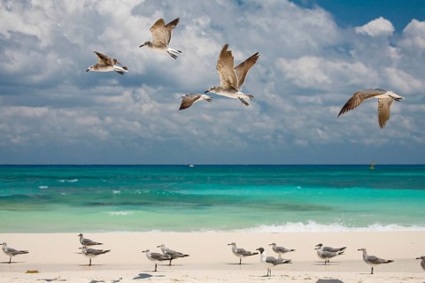 Gulls on the Caribbean coast