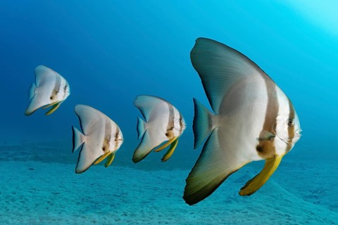 Four Teira batfish (Platax teira)