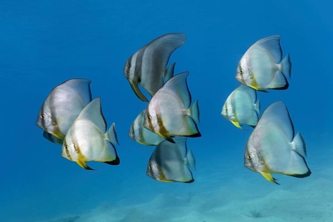 Shoal of teira batfish (Platax teira)