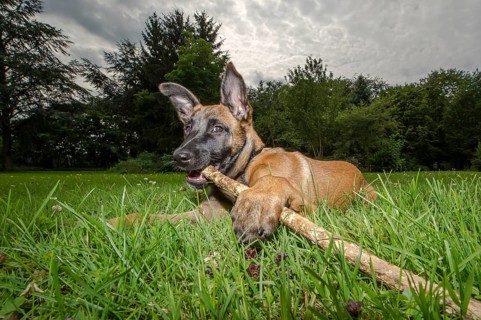 A young police dog in Schutzhund or protection dog training on a training field of the police