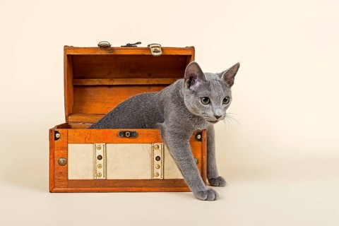 Russian Blue kitten