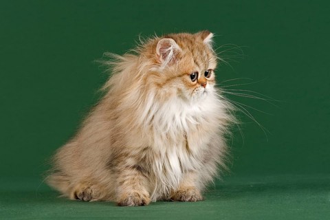 Persian Kitten