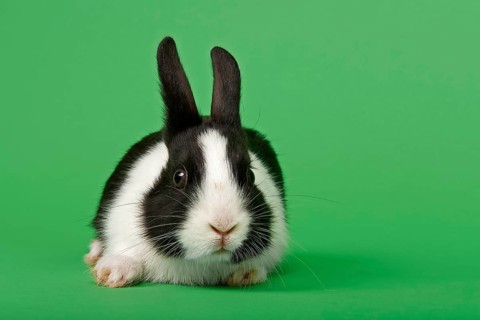 Dutch rabbit