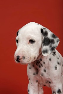 Dalmatian