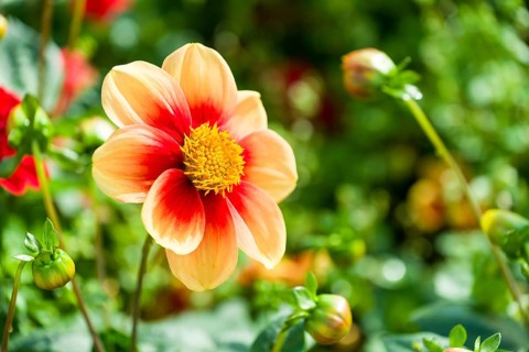 The blossom of a Dahlia 'Schloss Reinbeck'