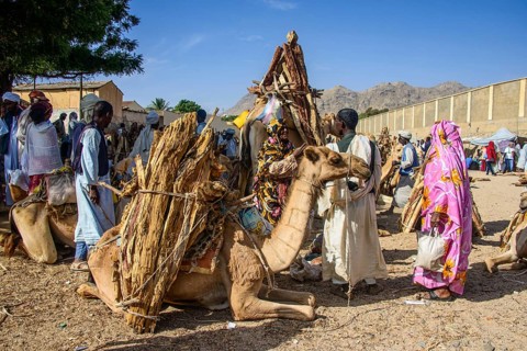 Camels loaded with firewood on the Monday market of Keren
