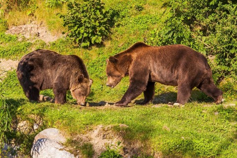 Brown bears (Ursus arctos) in the Barenpark Bern