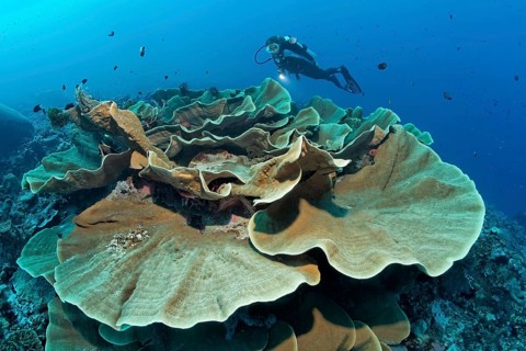 Divers looking at lettuce coral (Turbinaria mesenterina)