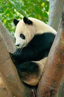 Giant Panda (Ailuropoda melanoleuca) perched on a tree