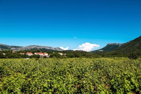 Vineyard