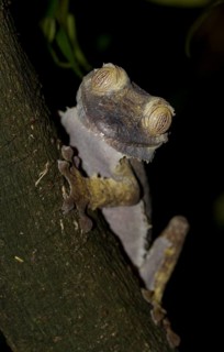 Common Flat-tail Gecko (Uroplatus fimbriatus)